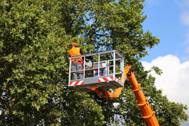 Best Utility Line Clearance  in Antioch, CA