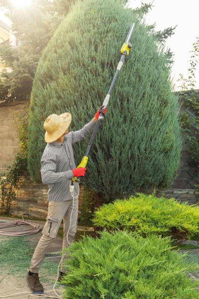 Best Tree Trimming and Pruning  in Antioch, CA